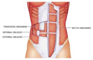 Osteopathy & abdominal muscles - Woburn Osteopaths