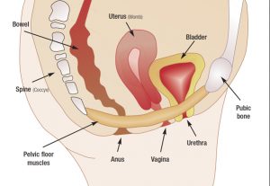 The Pelvic Floor - Wiltshire Osteopathy