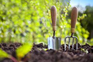 Garden hand trowel and fork standing in soil in a vegetable garden, with colourful gooseberry bushes behind.